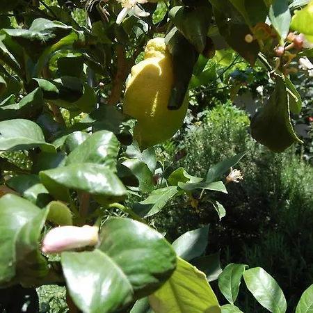 Furfullanu Nurallào